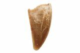 Serrated, .69" Raptor Tooth - Real Dinosaur Tooth - #201869-1